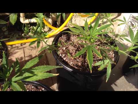 Update Marijuana Grow episode 2 (18+)