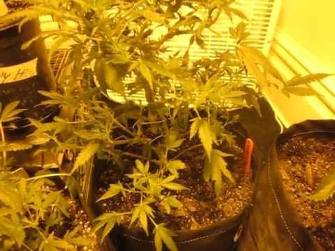 Michigan medical marijuana marihuana grow 1st timer! 13 days into flowering cannabis