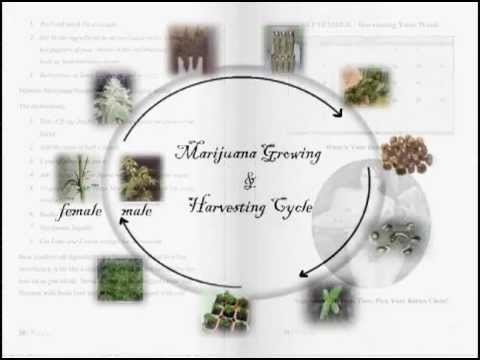 Grow Marijuana Calendar: Easy Growing Marijuana Tips, Drinks & Recipes