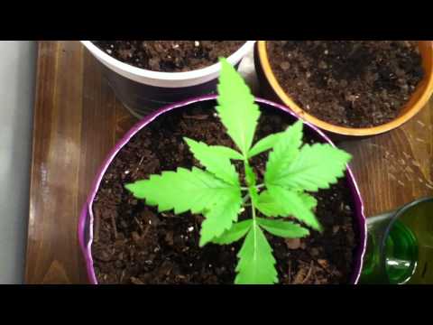 Cannabis Growing week 2