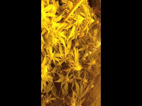 Medicinal marijuana light fix