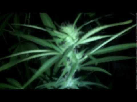 Marijuana Pot Garden at Night