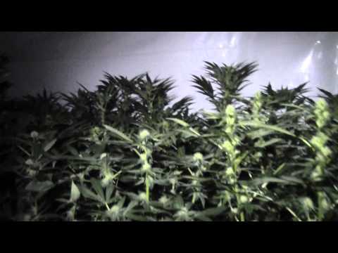 Day 21 flower medical cannabis grow