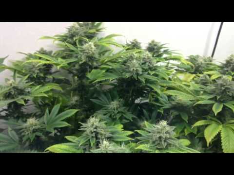 Medical Marijuana coco grow week 7