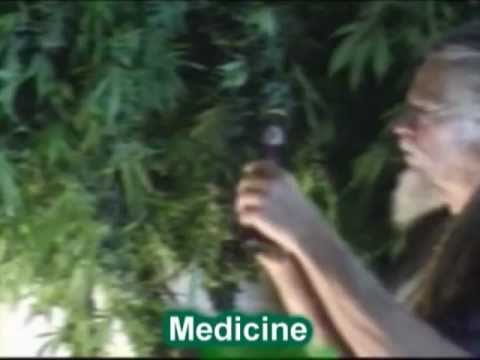 California Marijuana Farm. Marijuana Harvest 2012 Part 3 Of 3