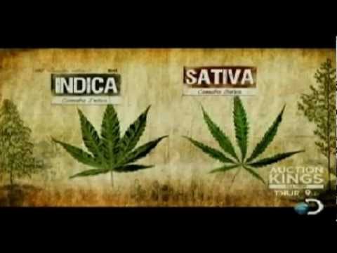 Marijuana Laws ~ Indica vs Sativa