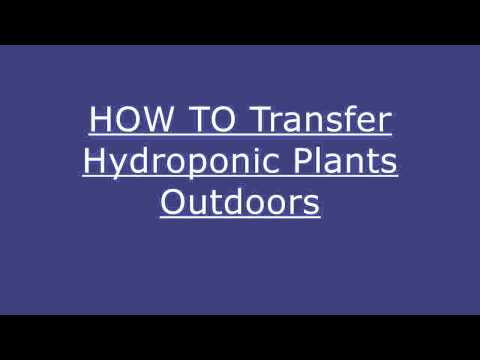 Plants: HOW TO Transfer Hydroponic Plants Outdoors