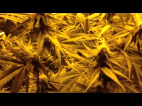 Medicinal marijuana pussy update