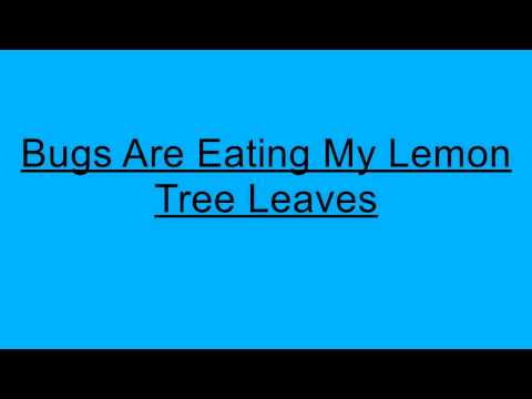 Plants: Bugs Are Eating My Lemon Tree Leaves