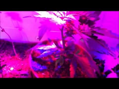 Update Marijuana Grow episode 3 (18+)