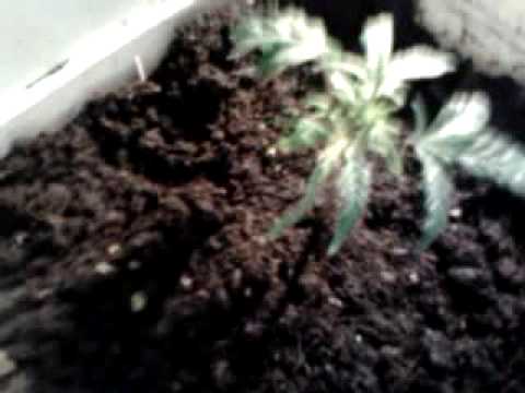 Hash Plant Marijuana Strain Day 12