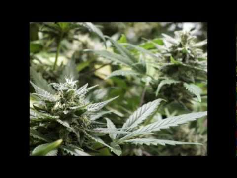 Blue Cheese - Barney's Farm - Marijuana Grow