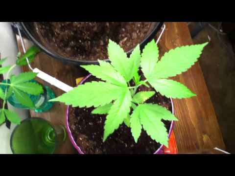 Marijuana Growing week 3