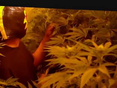 Amazing Indoor Medical Marijuana Grow