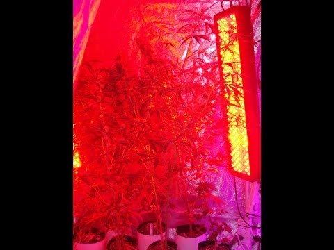 Marijuana Growing Vertical LED CCxSD IBL