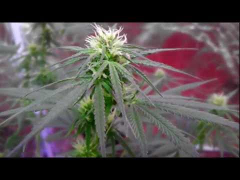 Medical Marijuana LED + CFL grow 3 weeks