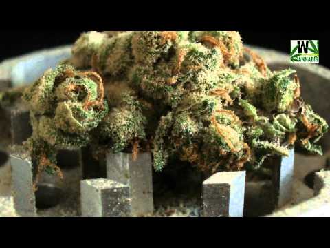 Some of the World`s finest Cannabis strains RELOADED