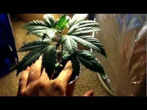 Week three of growing Marijuana