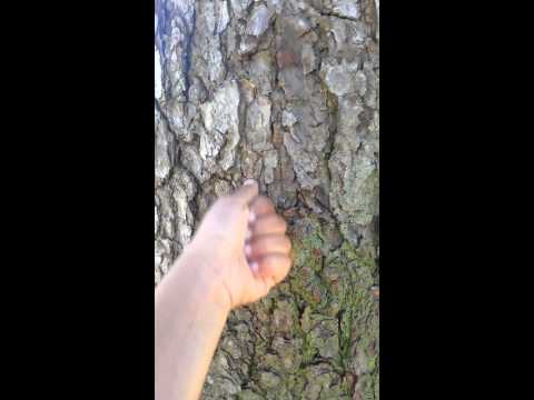 Thumb war with a tree