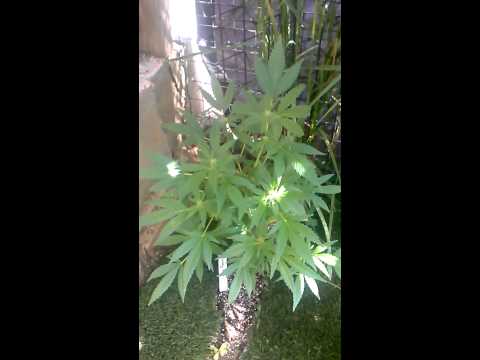 Outdoor marijuana & pc grow box