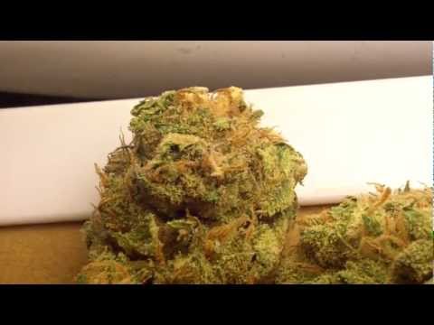 Ep 296 Cherry \O Og Kush Hd Flower Strain Review Medical Medicinal Weed Bud Marjuana close up