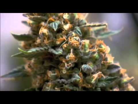 The Science of Marijuana - PBS Documentary