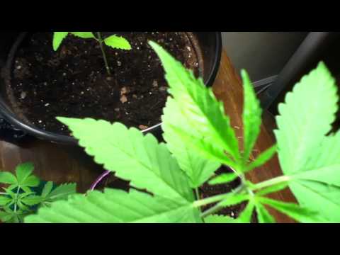 Week 3 Marijuana Plants Update