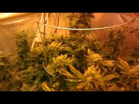 Growing marijuana kush indica hempstar cross hash plant blueberry orange tanq gansta weed  day 54