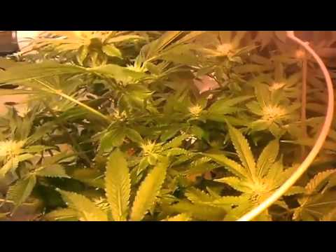 Growing marijuana kush indica hempstar cross hash plant blueberry orange tanq gansta weed day 24,