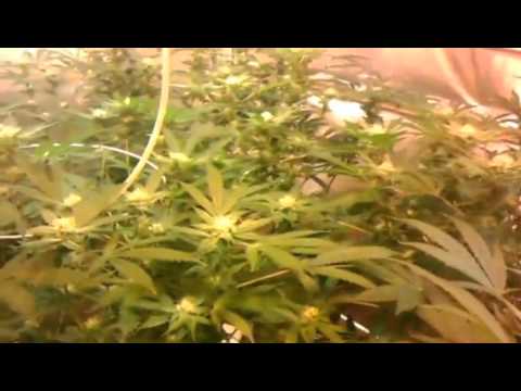 Growing marijuana kush indica hempstar cross hash plant blueberry orange tanq gansta weed  day 57