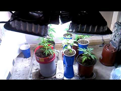 Marijuana Beginner grow #2