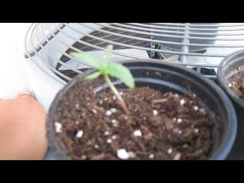 Growing Cannabis(Marijuana) Outdoors- 1 week and 2 days.