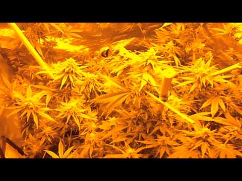 Medicinal Marijuana Day 41 of flower Update