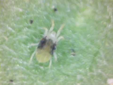 Spider mite (araña roja) (Tetranychus urticae) cannabis weed