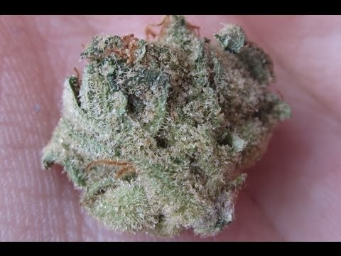 High Quality Marijuana - AAA+ (Kush,Haze,Jack,Purple) Marijuana Strains Cannabis Cup 2013