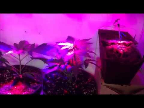 Update Marijuana Grow episode 4 (18+)