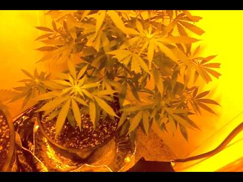Day 14 growing  marijuana