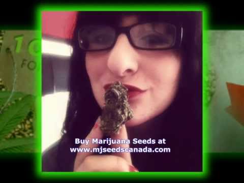 buy marijuana seeds canada right here