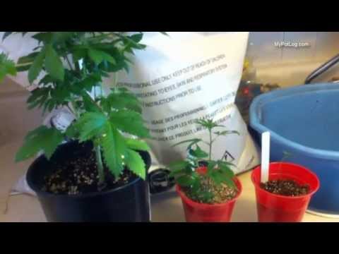 Best Soil Mix For Cannabis Seedlings and Flowering Marijuana Plants