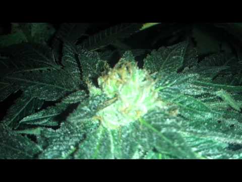 Marijuana plants day 85(Flowering day 52)