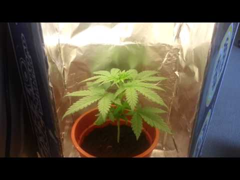 First Cannabis Grow, Very Basic, Need Advice