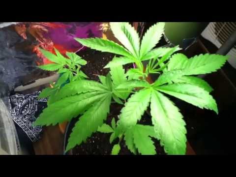 Marijuana Growing week 3 update