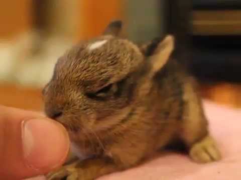 CUTE Baby Bunny Rabbit!