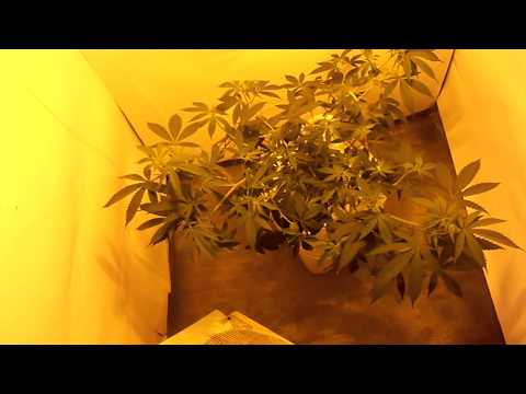 dwc marijuana grow room 4.5