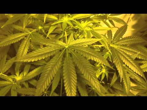 Medical Marijuana Indoor Grow Pt.3 (FLOWERING) Looking Great! xD