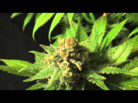 Eldorado, Mexican Sativa Marijuana from Nirvana Seeds