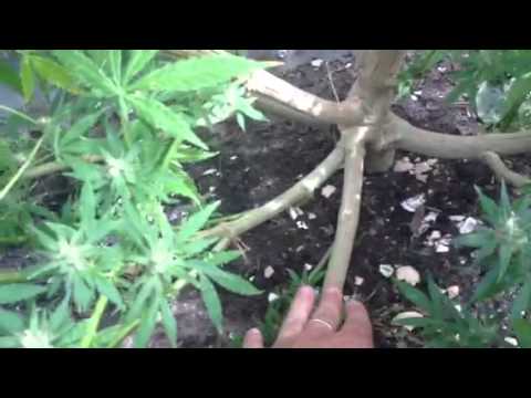 El'Jays Outdoor medicinal cannabis (sativa) plant