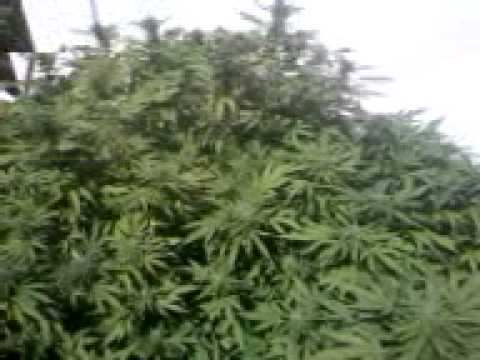 Another Amazing Medicinal Cannabis Plant