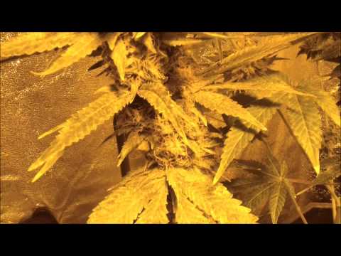 Marijuana Grow Update Dinafem Seeds Dinachem