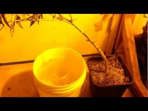 How to water Marijuana plants.